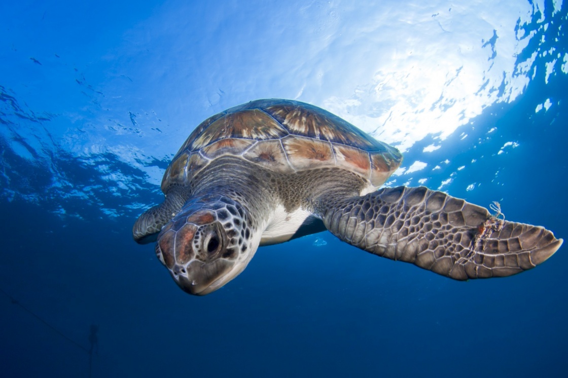 A sea turtle swims at the clear waters of Tenerife (Canary Islands)