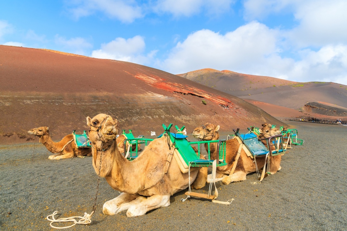 Camels in Timanfaya National Park waiting for tourists, Lanzarote, Canary Islands, Spain